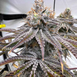 Zapplez 2.0 - 7 u. fem Conscious Genetics