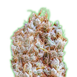 Zkitlles fem. Monster Genetics