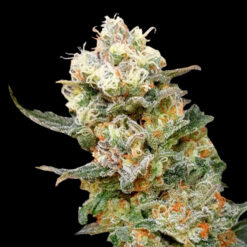 Zkittles Glue. Expert Seeds