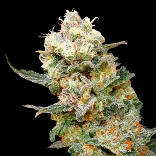 Zkittles Glue. Expert Seeds