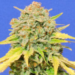 Zkittlez fem. Original Sensible