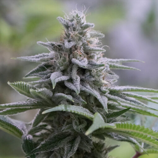 Zkittlez 2.0 fem. Silent Seeds