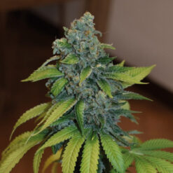 Zkittlez fem. Medical Seeds