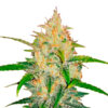 Zkittlez Auto fem. FastBuds Seeds