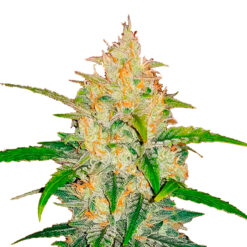 Zkittlez Auto fem. FastBuds Seeds