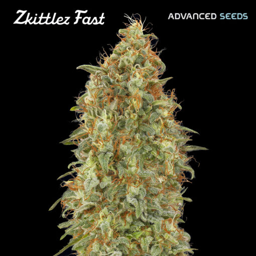 Zkittlez Fast fem. Advanced Seeds