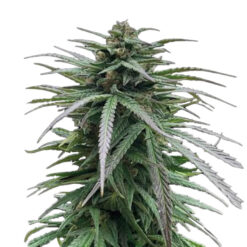 Zmäkdaun fem. Seedstockers Superior
