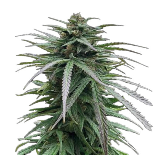 Zmäkdaun fem. Seedstockers Superior
