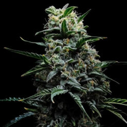 Zoinsk  3 u. fem Empire Seeds