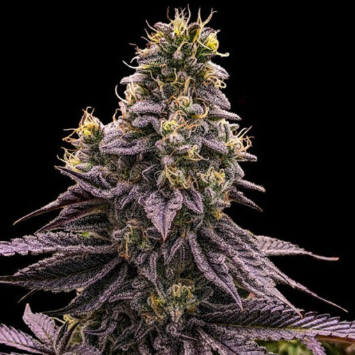 Zombie Bride fem. Ripper Seeds