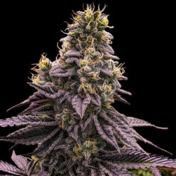Zombie Bride fem. Ripper Seeds