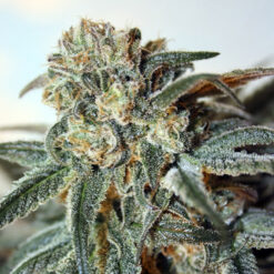 Zombie Kush fem. Ripper Seeds