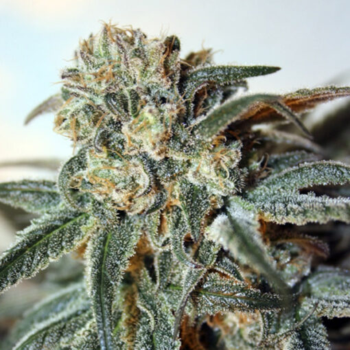 Zombie Kush fem. Ripper Seeds
