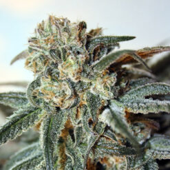 Zombie Kush fem. Ripper Seeds