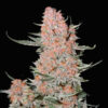 Ztrawberriez Auto fem. FastBuds Seeds