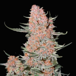 Ztrawberriez Auto fem. FastBuds Seeds
