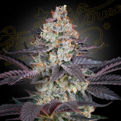 Ztrawberry fem. Green House