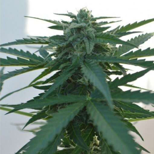 Auto Ak 47 - 5 u Pev Seeds - immagine 2