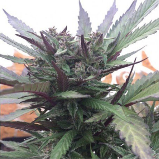 Auto Blueberry 5 u Pev Seeds - immagine 2