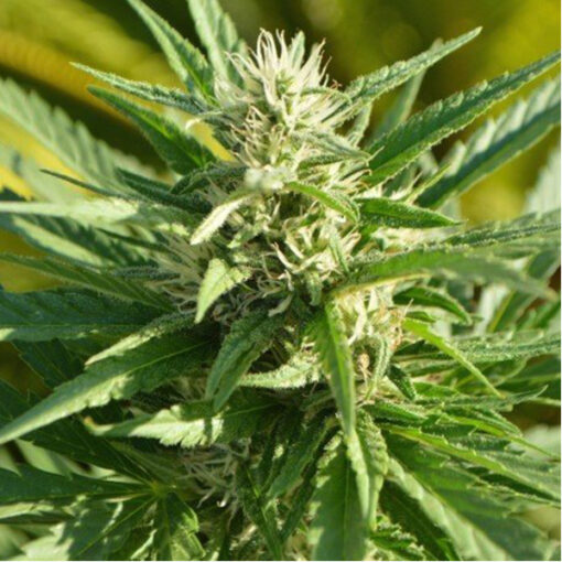 Auto Critical Plus 5 u Pev Seeds - immagine 2