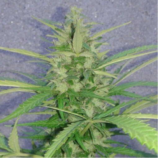 Auto Mamba Negra 5 u Pev Seeds - immagine 2