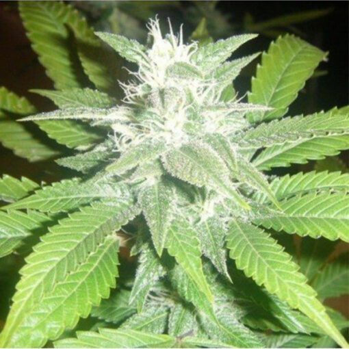 Auto White Widow 5 u Pev Seeds - immagine 2