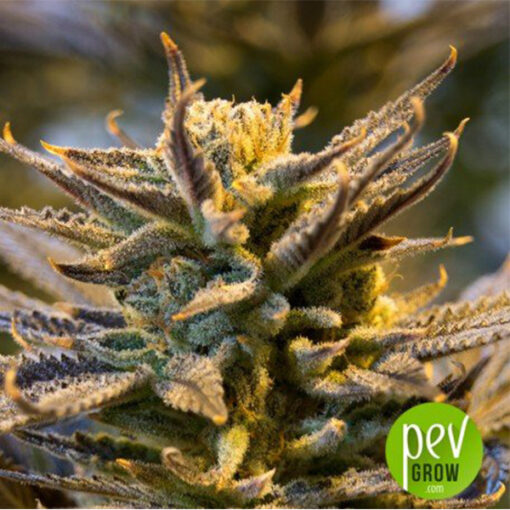 Miracle Alien Cookies 5 u fem Pev Seeds - immagine 2