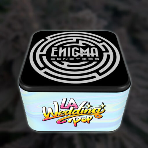 LA Wedding Pop 6 u. fem Enigma Genetics - immagine 2