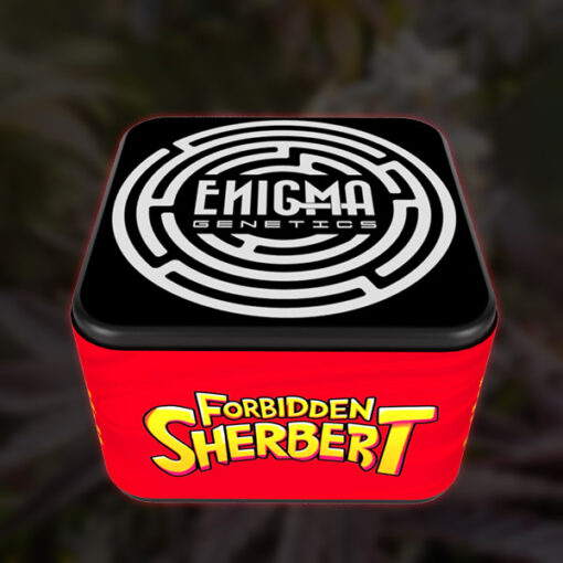 Forbidden Sherbert 3 u. fem Enigma Genetics - immagine 2