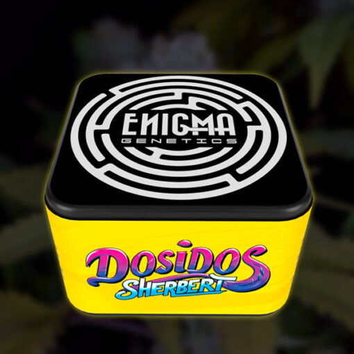 DosiDos Sherbert 6 u. fem Enigma Genetics - immagine 2