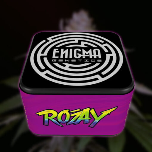 Rozay 6 u. fem Enigma Genetics - immagine 2