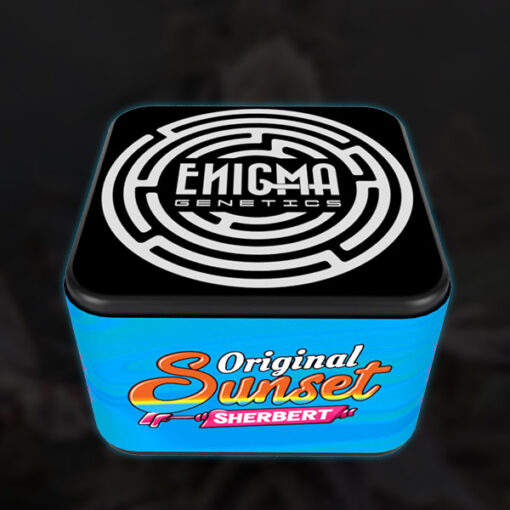 Original Sunset Sherbert 3 u. fem Enigma Genetics - immagine 2