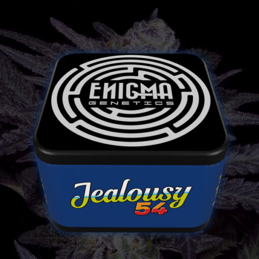 Jealousy 54 - 6 u. fem Enigma Genetics - immagine 2