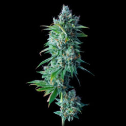24K Gold  3 u. fem. DNA Genetics