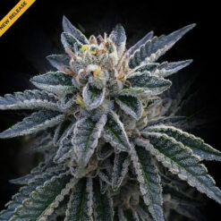 3 Peat  3 u. fem. DNA Genetics