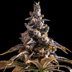 Alien Technology x DoSiDos 10 u. fem Empire Seeds