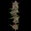 All Gas OG  fem Humboldt Seeds Company