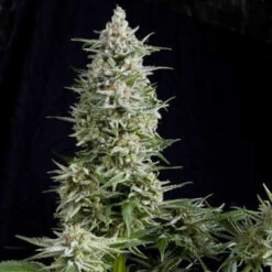 Amnesia Gold  7 u. Reg. Pyramid Seeds