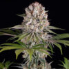 Amnesia Haze  10 u. fem. Barney's