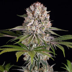 Amnesia Haze   3 u. fem. Barney's