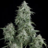 Anubis  7 u. Reg. Pyramid Seeds
