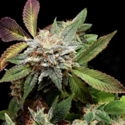 Anubis x Sunset Sherbet  5 u. fem. Pyramid Seeds Gold Line