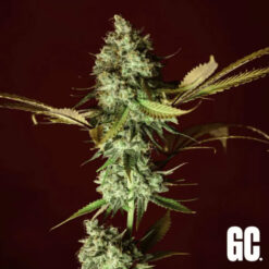 Apple Cru  Grand Cru Genetics