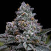 Apple Fritter 25 u. fem Barney´s