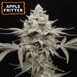 Apple Fritter  fem.   15 u. Seedstockers