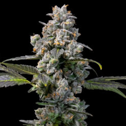 Apples & Bananas x Berniehana Butter  6 u. fem Cookies Seed Bank