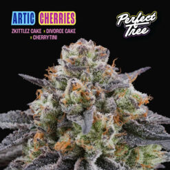Artic Cherries 3+1 u. fem Perfect Tree