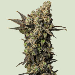 Astro Lemonade F1 -   fem. Royal Queen