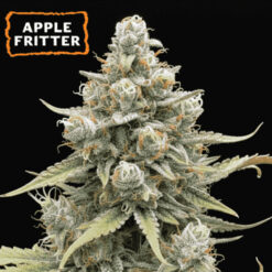 Auto Apple Fritter  fem.   15 u. Seedstockers