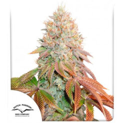 Auto Banana Blaze fem. Dutch Passion